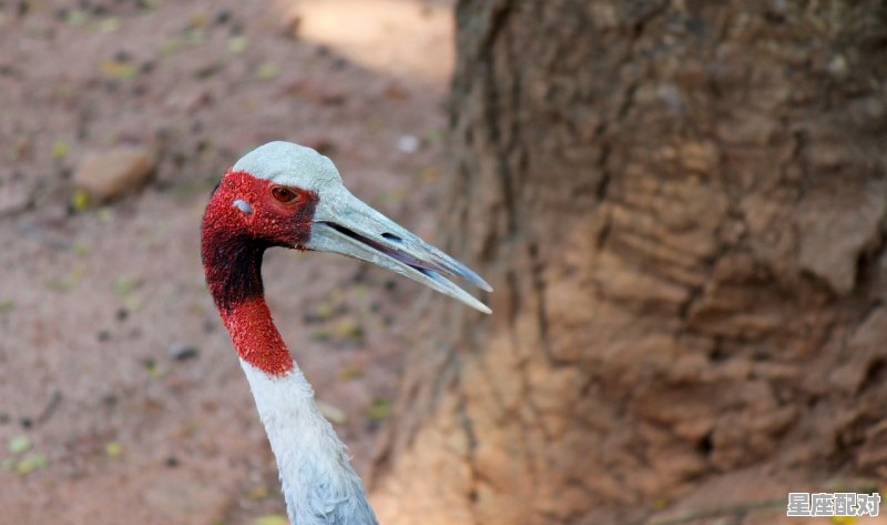 蛇的身体器官是什么样子的,梦到蛇进入身体 - 星座运势