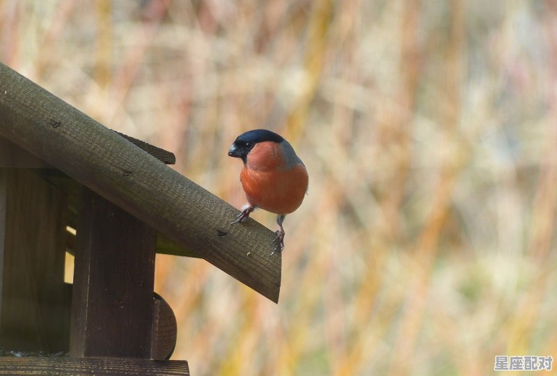 周公解梦梦到理发,周公解梦梦到理发 周公解梦梦到理发,周公解梦梦到理发 - 星座运势