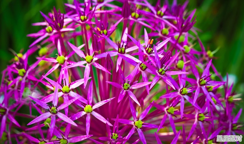 最疼白羊的三大星座,白羊天秤座性格 - 星座运势