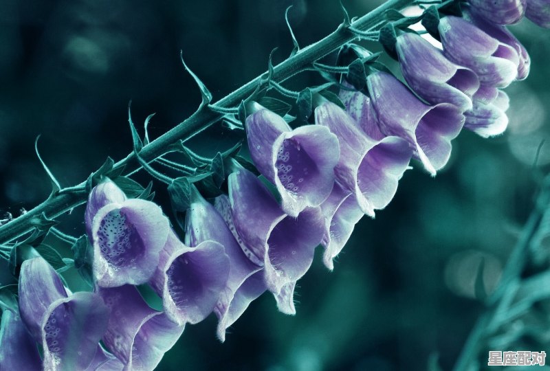 天秤座性格特征女_天秤座女的性格 - 星座运势