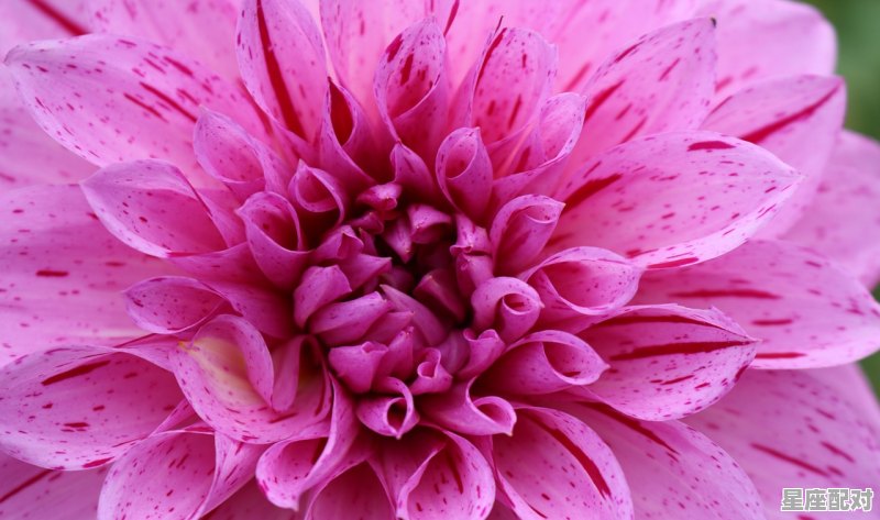 4月12号是什么星座,4月12星座是什么 - 星座运势