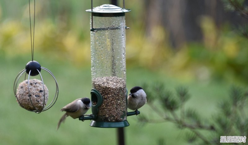 一茎竹篙剔船尾蓼花萍叶晚来秋打一动物,12生肖秋肖是什么 - 星座运势