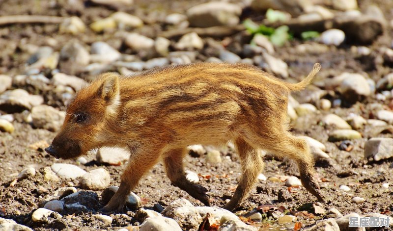 今天小猪佩今日运势,今天小猪佩今日运势 - 星座运势