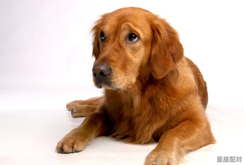 全身厚毛,指的是哪个动物_毛手毛脚心干脆，是什么动物 - 星座运势