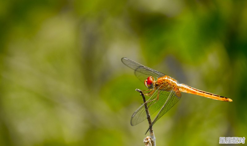 东风一夜轻寒透什么意思,候家富贵卖红莲是什么生肖 东风一夜轻寒透什么意思,候家富贵卖红莲是什么生肖 - 星座运势