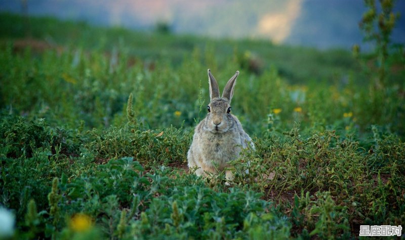 三合兔念什么,兔猪三合生肖是什么 三合兔念什么,兔猪三合生肖是什么 - 星座运势