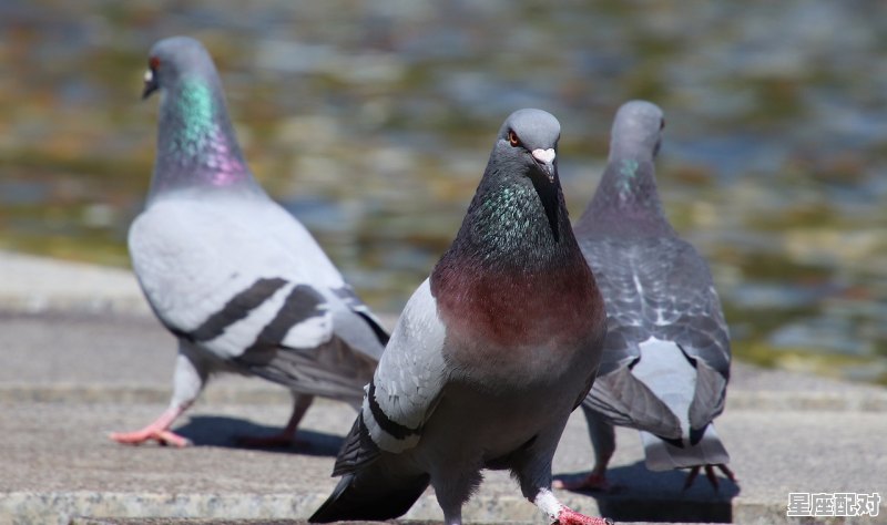什么动物是一日三餐的_囚，代表什么动物 - 星座运势