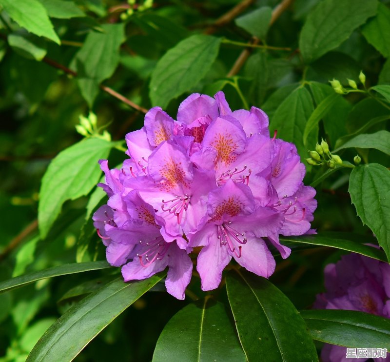四亩三分地红花是什么意思呢,红花开在生肖里指什么 - 星座运势
