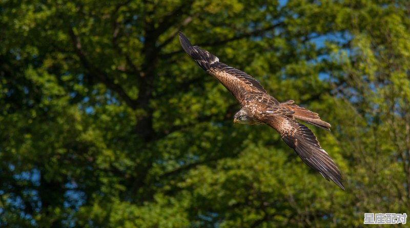 描写凤凰与鸟的四字词语，梦到百鸟朝凤 - 星座运势