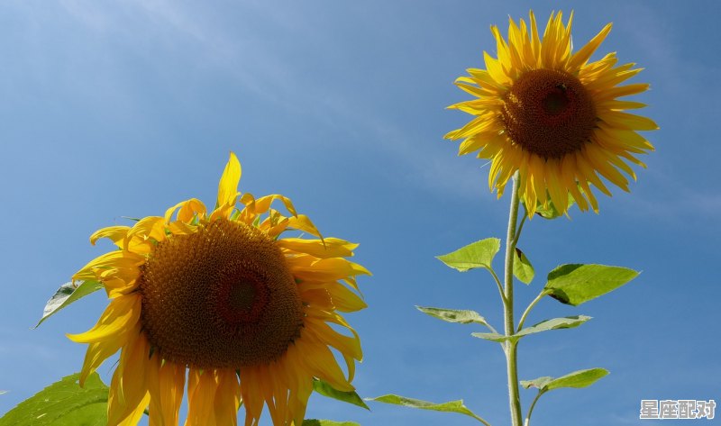 91年农历3月是什么星座,农历三月的是什么星座 - 星座运势