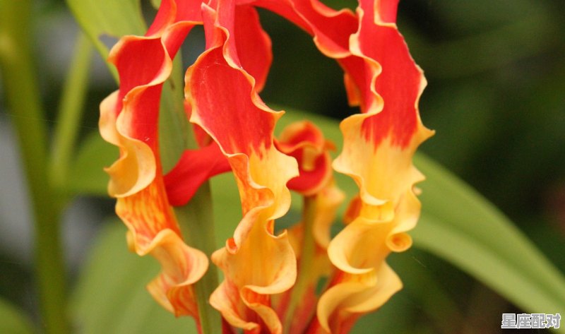 天蝎跟什么星座最配,天蝎最配的星座配对是什么意思啊男生 天蝎跟什么星座最配,天蝎最配的星座配对是什么意思啊男生 - 星座运势