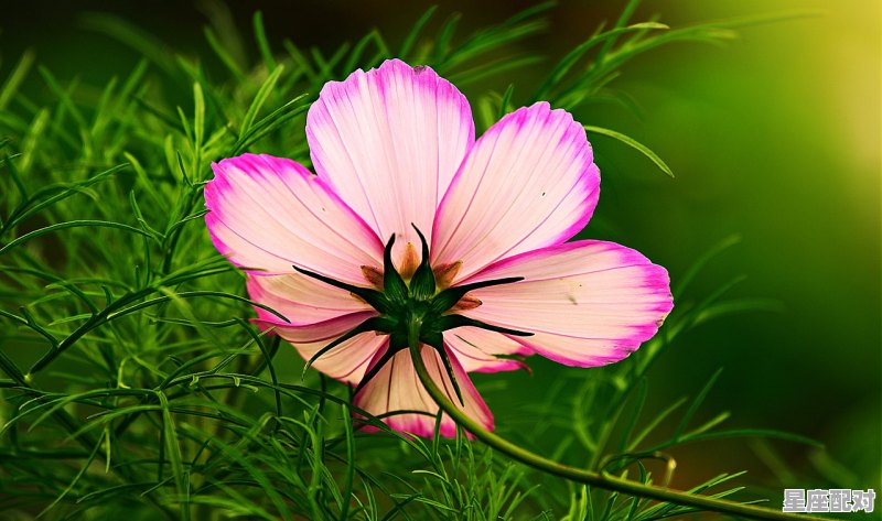 与天蝎女最有夫妻缘分的星座，天蝎最配的星座配对是什么意思呀女生 - 星座运势