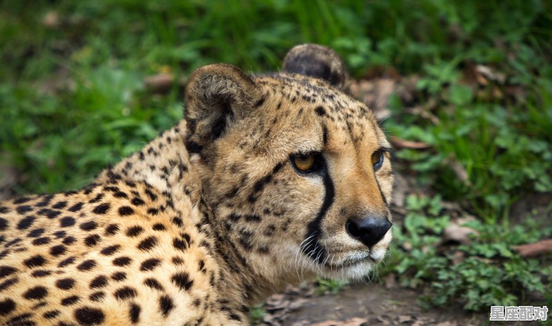 九仙女是什么动物化身,欲钱找十二仙子是什么生肖 九仙女是什么动物化身,欲钱找十二仙子是什么生肖 - 星座运势