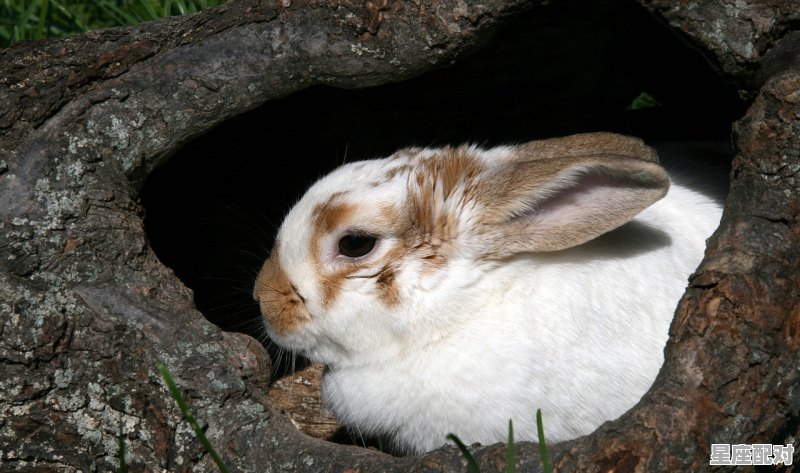属鼠射手座的男生性格,鼠狮子座性格 属鼠射手座的男生性格,鼠狮子座性格 - 星座运势