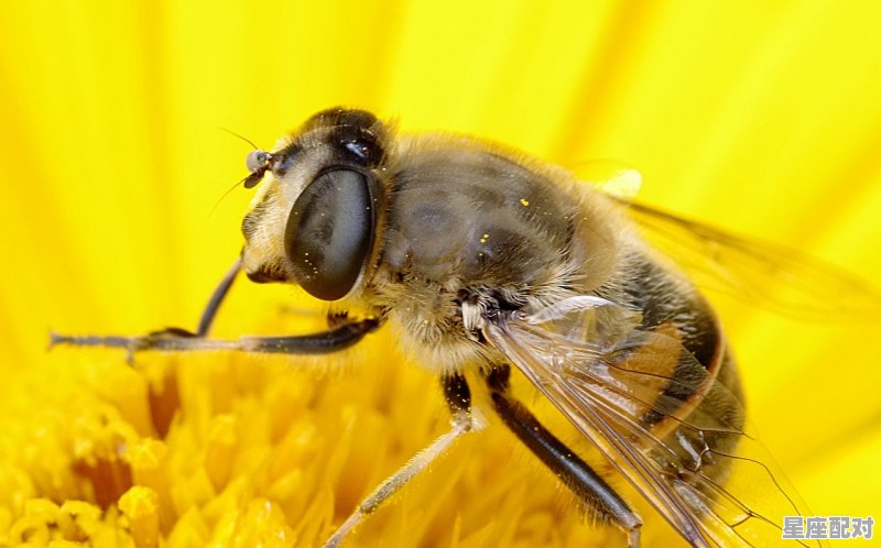 2016年属猴12月14号是什么星座_2016正月19出生的猴是什么座 2016年属猴12月14号是什么星座_2016正月19出生的猴是什么座 - 星座运势