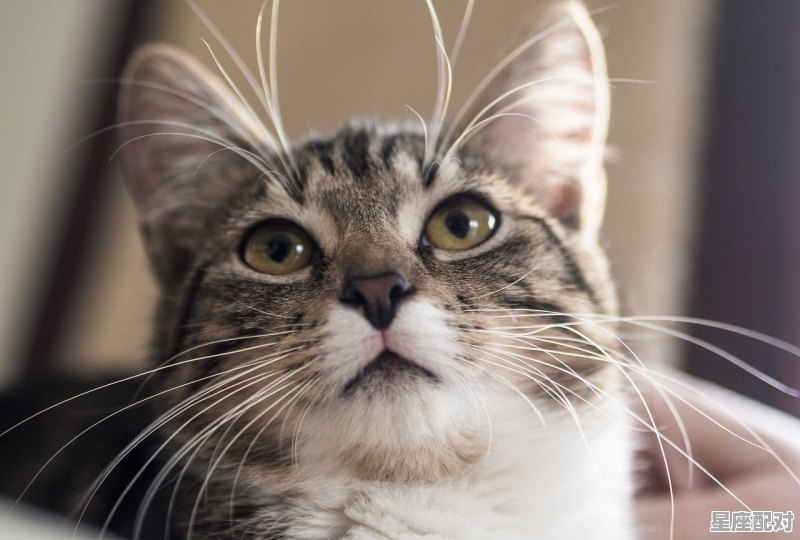 女生说自己是小猫咪怎么回，梦到猫和我说话 - 星座运势