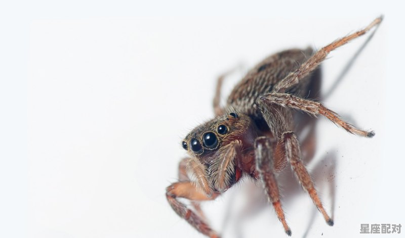 过山车的寓意有哪些，梦到自己坐过山车 - 星座运势