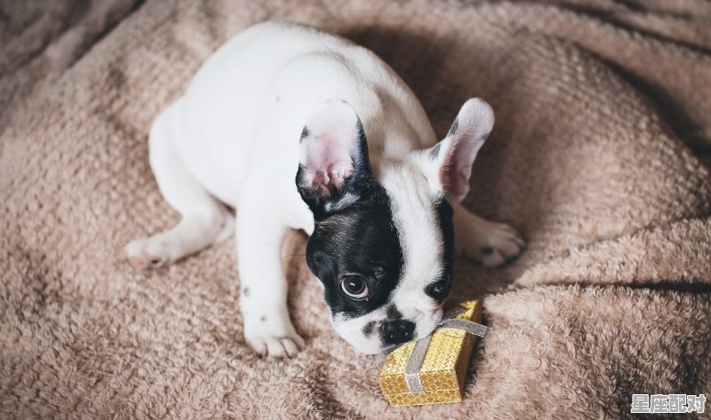 二零二零年的，是牛年还是鼠年_二O一五年是什么年 - 星座运势