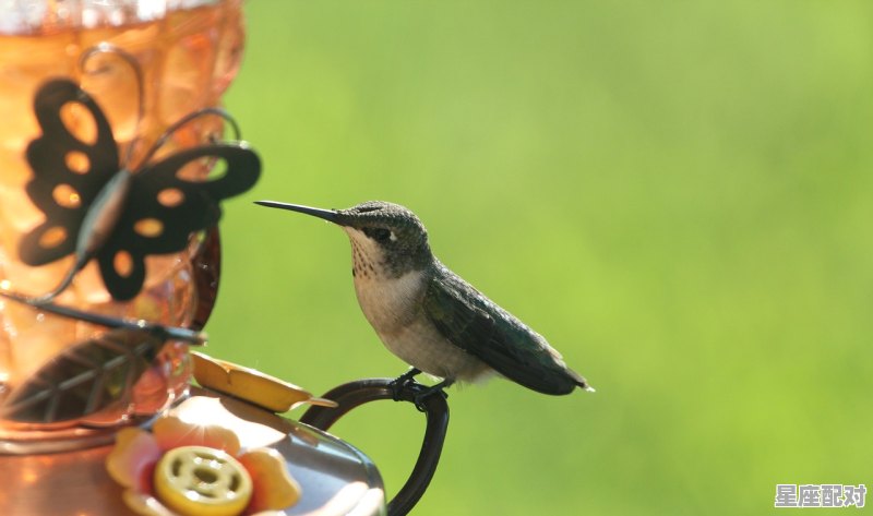 一石二鸟指什么动物，一石二乌是什么生肖 - 星座运势