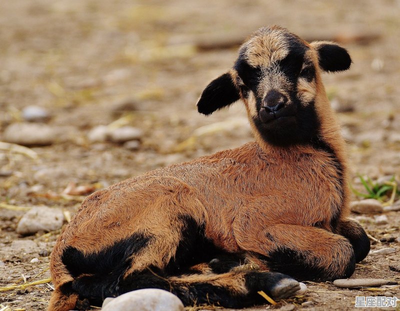春风得意发财时是什么动物_为什么野生动物骚味重 - 星座运势