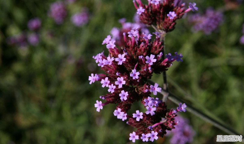 与天蝎女最有夫妻缘分的星座_能被天蝎女深爱一生的星座 - 星座运势