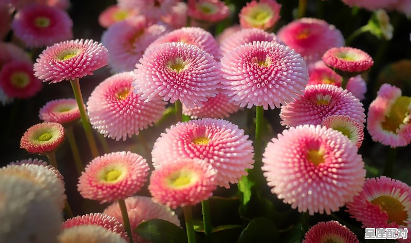 天蝎跟天秤配吗_为啥天蝎与天秤是极端吸引与排斥 - 星座运势