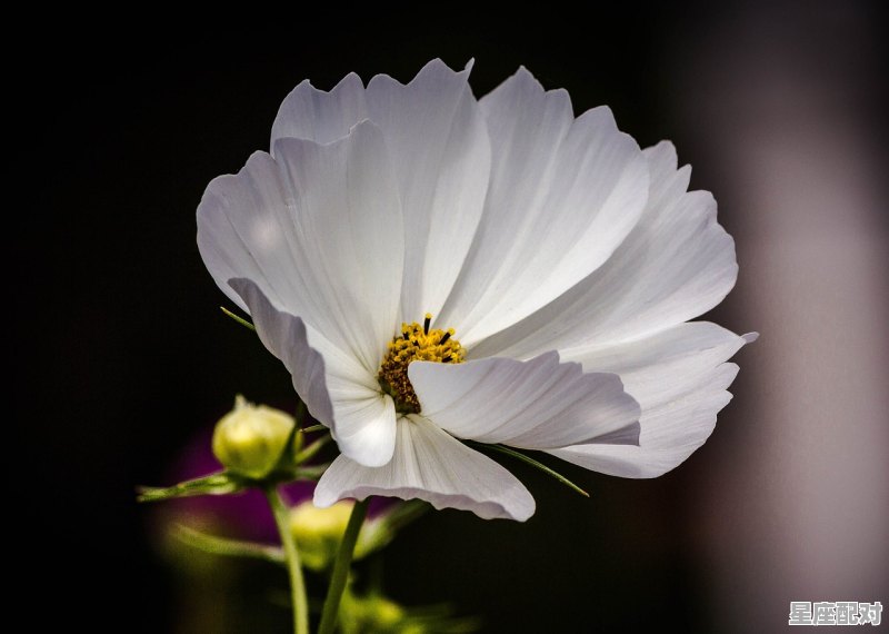 天秤座上升狮子座2022年运势,星座运势今日天秤女 天秤座上升狮子座2022年运势,星座运势今日天秤女 - 星座运势
