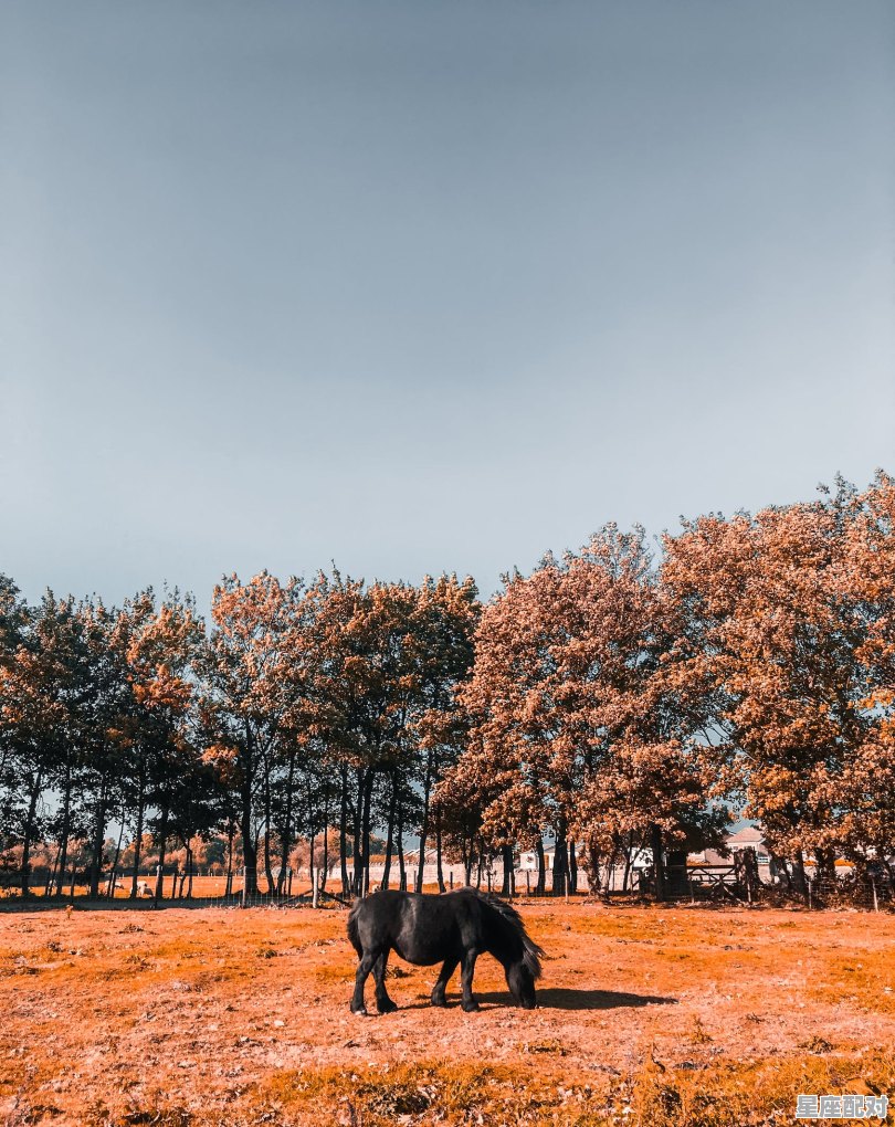 两岸风光绿树挡是什么动物，参天绿树前人栽是什么生肖 - 星座运势