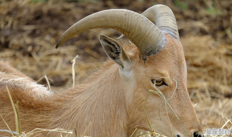 2022年属相是属什么的，12生肖男肖是什么 - 星座运势