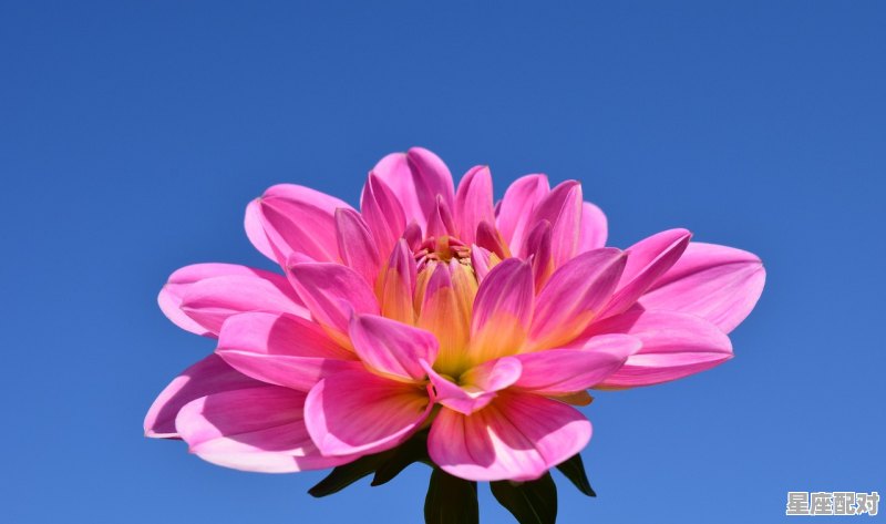 十二星座分别是小马宝莉里的什么小马_一月上旬是什么星座 - 星座运势