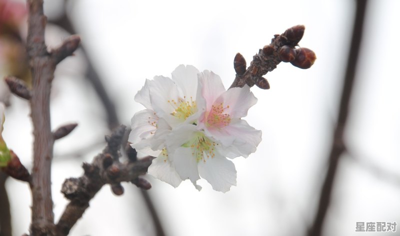 梅花盛开指什么动物_百花争艳什么动物 - 星座运势