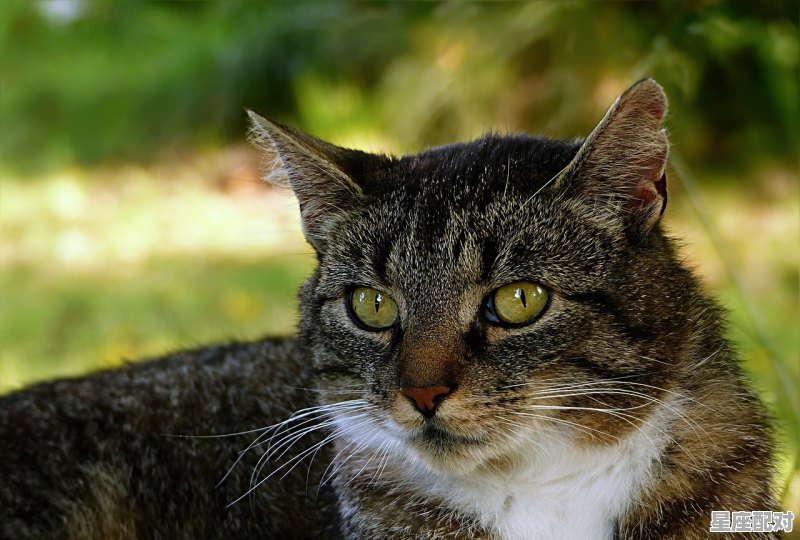 布偶猫一胎只生一只正常吗,梦到猫生了好多小猫 - 星座运势