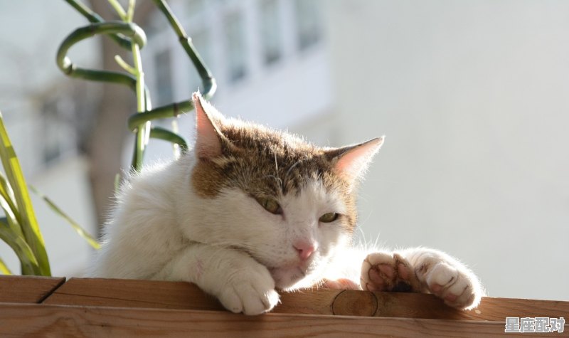 如何帮猫咪接生，帮猫咪接生的技巧方法_怎样在家为自己的爱猫接生宝宝 - 星座运势