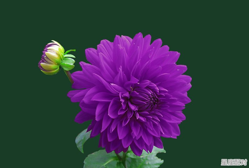 射手座有那些星座花,菊花花什么星座 - 星座运势