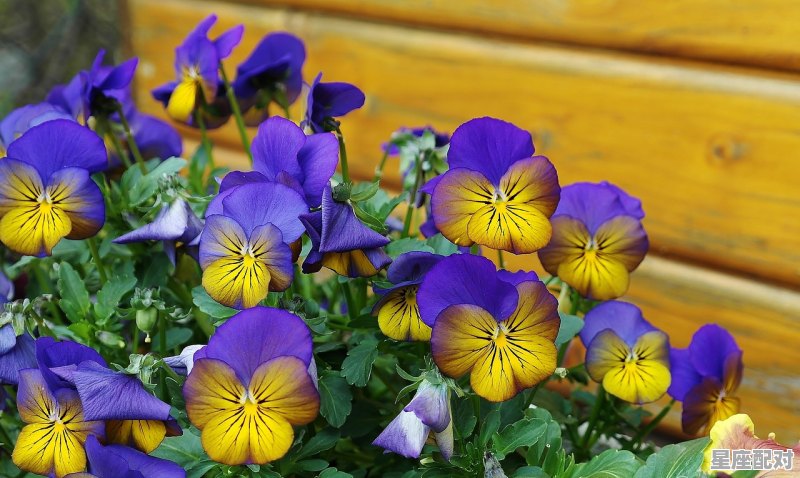 3月14日双鱼座的上升星座是什么,3月3日的上升星座是什么 - 星座运势