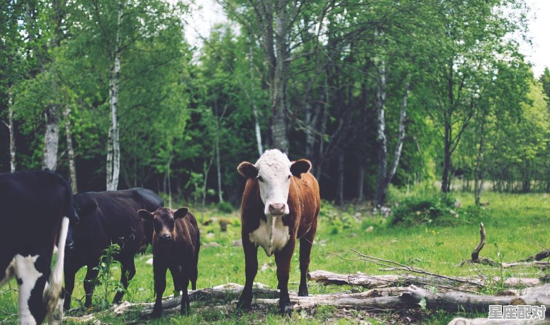 孩子想放屁放不出怎么办,梦到小孩找不到了 - 星座运势