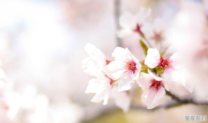 白羊女和金牛男配吗,十二星座配对金牛座白羊座女生会怎么样 白羊女和金牛男配吗,十二星座配对金牛座白羊座女生会怎么样 - 星座运势