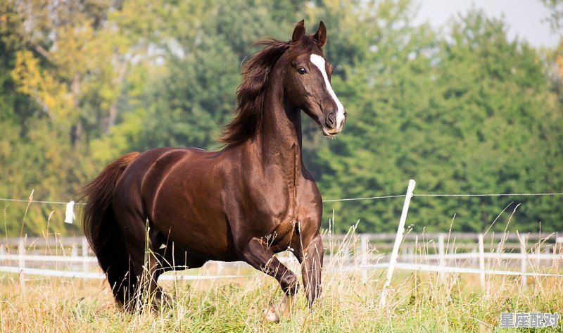 刘伯温属什么，刘伯温什么生肖 - 星座运势