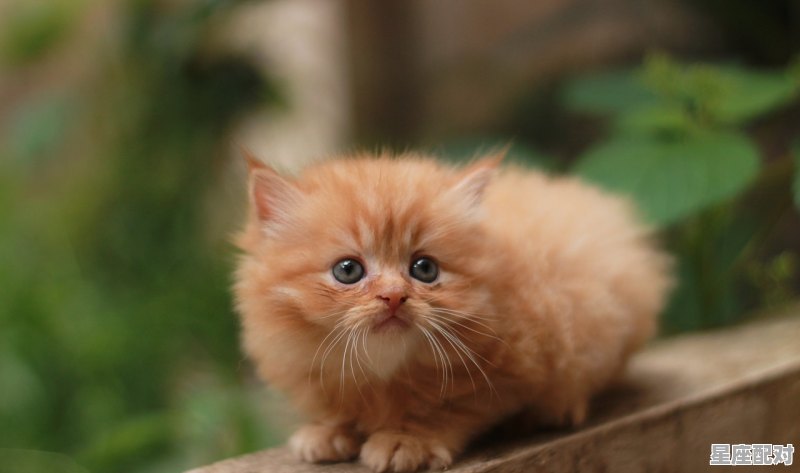 1972年农历8月27日生鼠女今天的运气，属鼠今日运势女生 - 星座运势