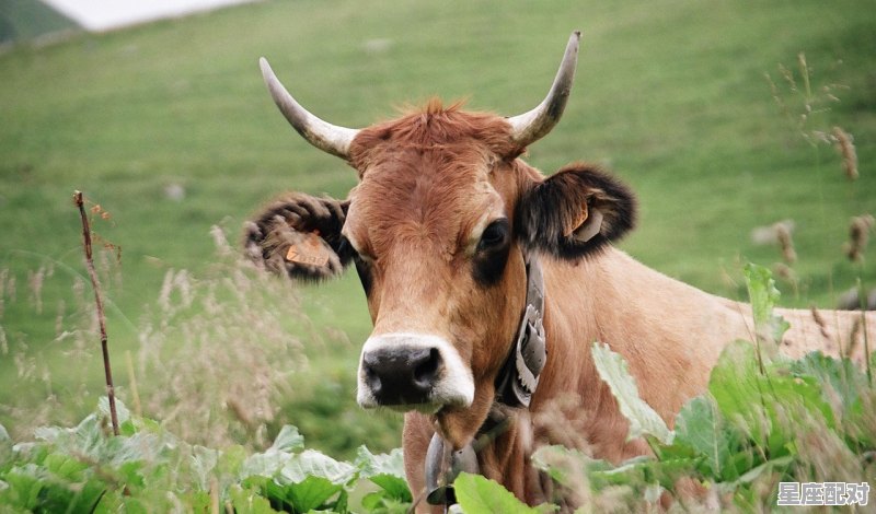 金牛座住几楼,金牛座属猪性格 - 星座运势