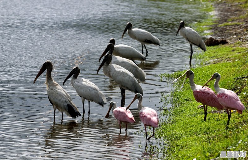 四面楚歌是什么动物，孤什么生肖 - 星座运势
