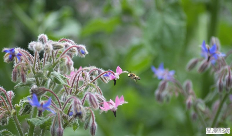 1985年属牛是什么星座_3月14是什么季节 - 星座运势