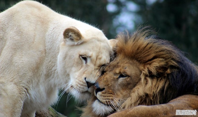 上升狮子座和狮子座有什么区别_金牛升狮子什么意思 - 星座运势