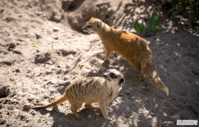 透心凉代表什么动物_求解：冰冻三尺，非一日之寒打一生肖，是什么意思 - 星座运势