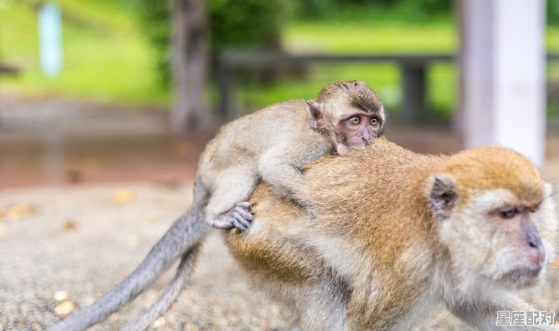 文物上的猴变化阅读答案,什么生肖装模作样 - 星座运势