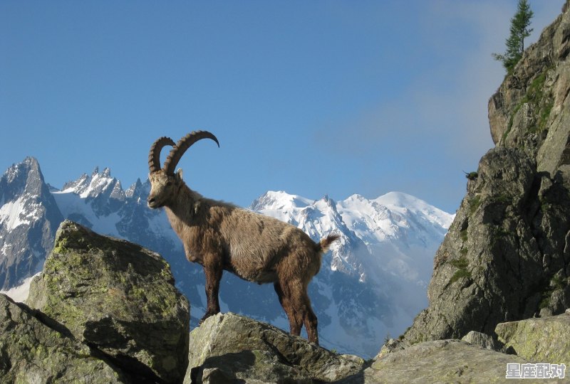 2022年什么属性年_时辰虎夜行什么意思 - 星座运势