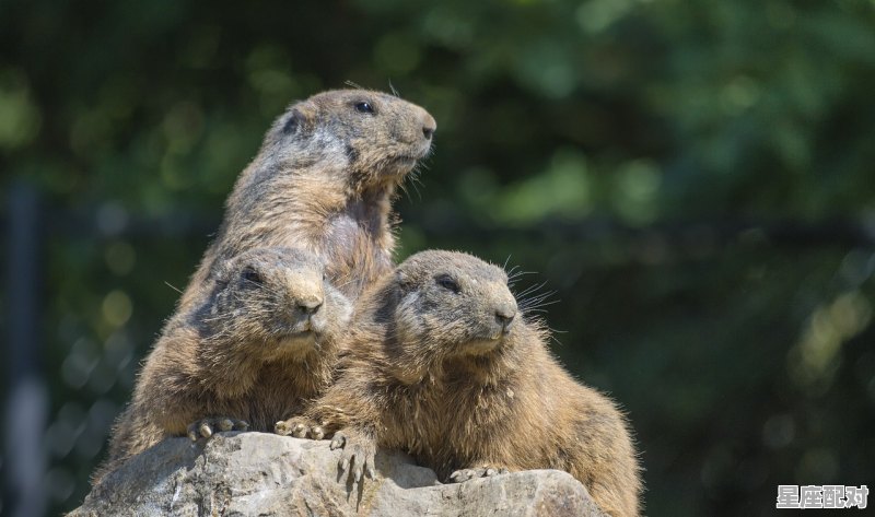三足鼎立的动物是什么,孙权什么生肖 三足鼎立的动物是什么,孙权什么生肖 - 星座运势