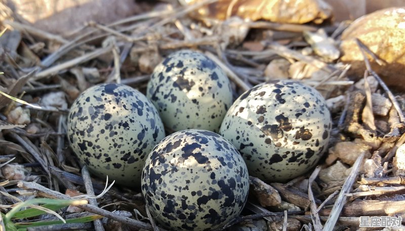 蚕卵在什麽温度下才孵化?刚出来吃什麽,桑起什么星座 蚕卵在什麽温度下才孵化?刚出来吃什麽,桑起什么星座 - 星座运势