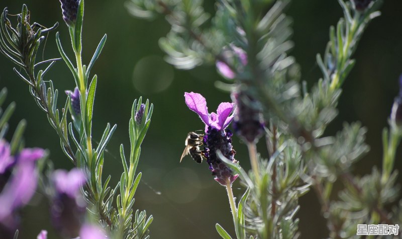 葡萄代表寓意,梦到提子 葡萄代表寓意,梦到提子 - 星座运势