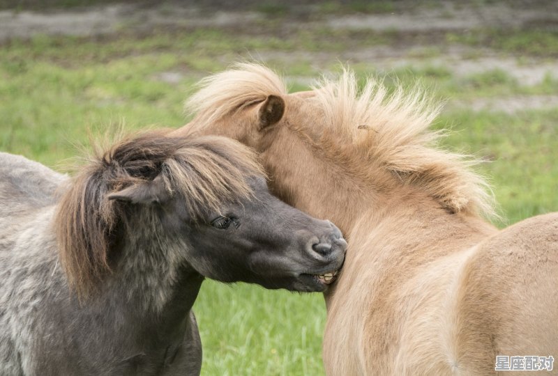 属蛇的B型血金牛座女性格，金牛座蛇性格 - 星座运势
